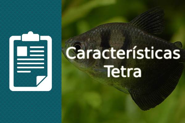 Características del pez Tetra