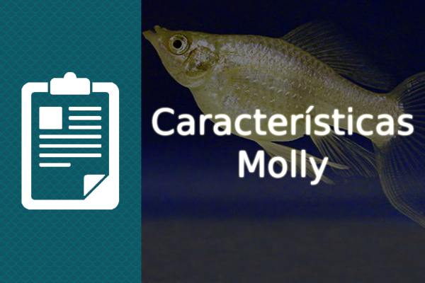 Características pez Molly