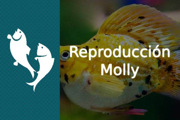 Reproducción pez Molly