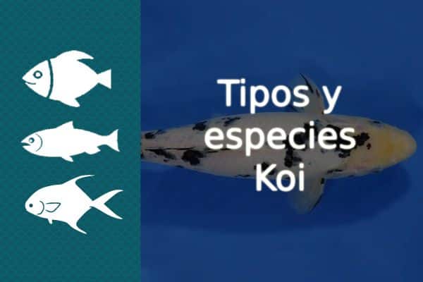 Tipos y especies de peces Koi