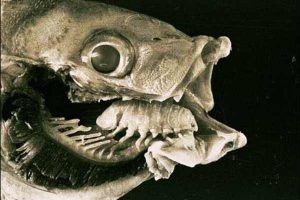 cymothoa exigua parásito en la boca del pez payaso