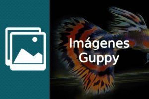 Imágenes del pez Guppy