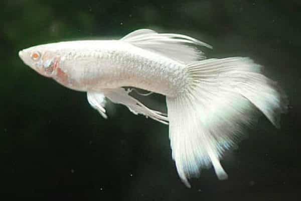 pez guppy albino 2