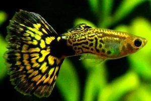 pez guppy cobra 1