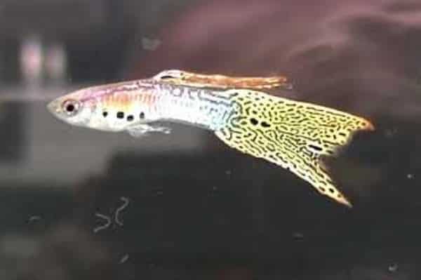 pez guppy flag tail 2