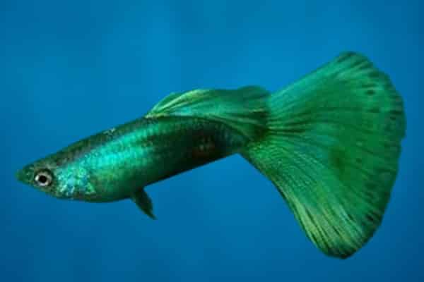 pez guppy verde 1