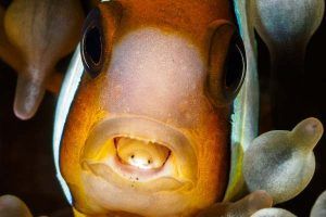 Cymothoa Exigua parásito en la boca del pez payaso