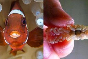 Cymothoa Exigua parásito en la lengua del pez payaso