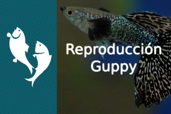 Reproducción del pez Guppy