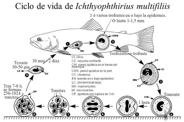 ciclo Ichthyophthirius