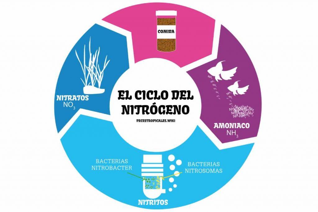 Ciclo del nitrógeno en acuarios