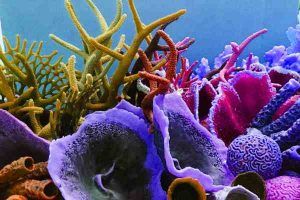 Corales para acuario de peces tropicales