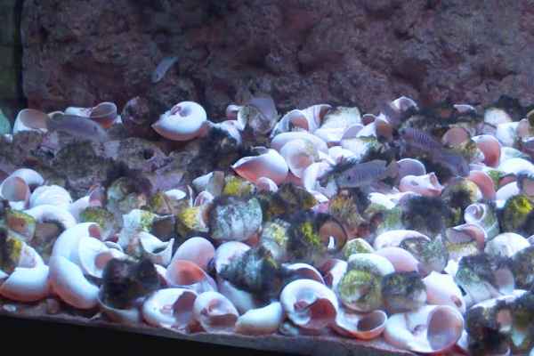 Conchas en el acuario