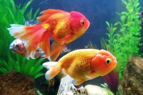Goldfish Cabeza de León
