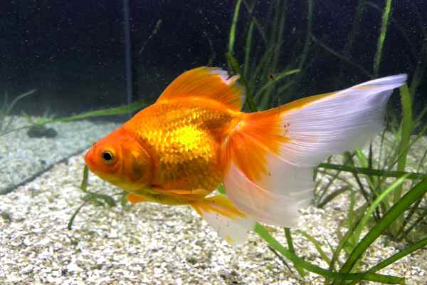 Goldfish Cometa