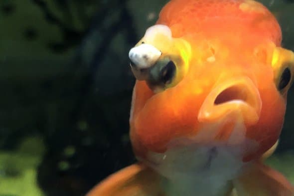 Goldfish enfermo