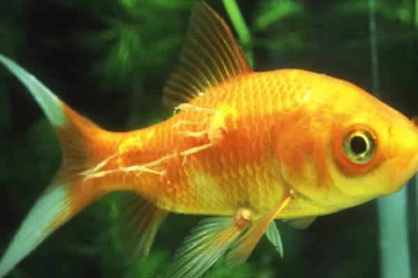 Goldfish enfermo