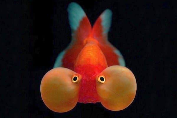 Goldfish Ojos de Burbuja