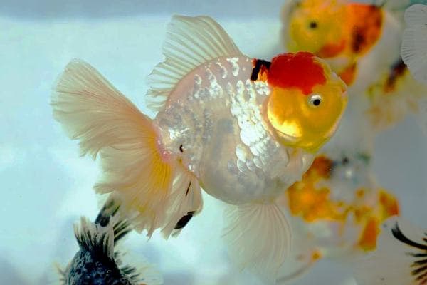 Goldfish Oranda
