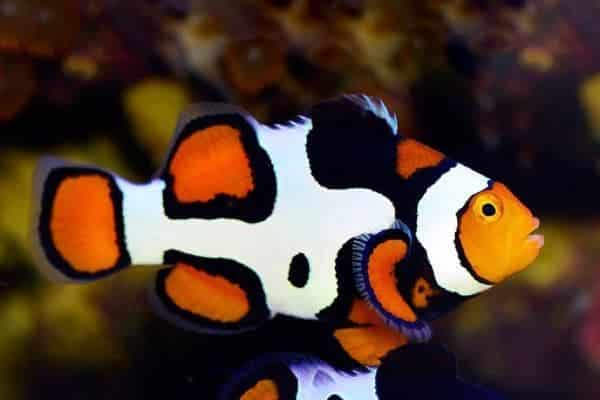 El Pez Payaso Es Vertebrado O Invertebrado