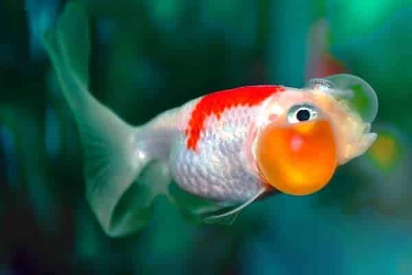 Goldfish Burbuja
