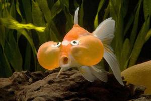 pez-burbuja-ficha-carassius-auratus-el-goldfish-burbuja