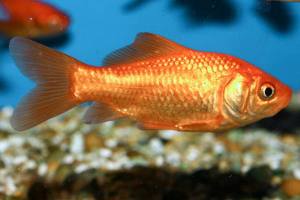 pez dorado común