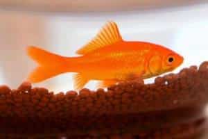pez dorado naranja